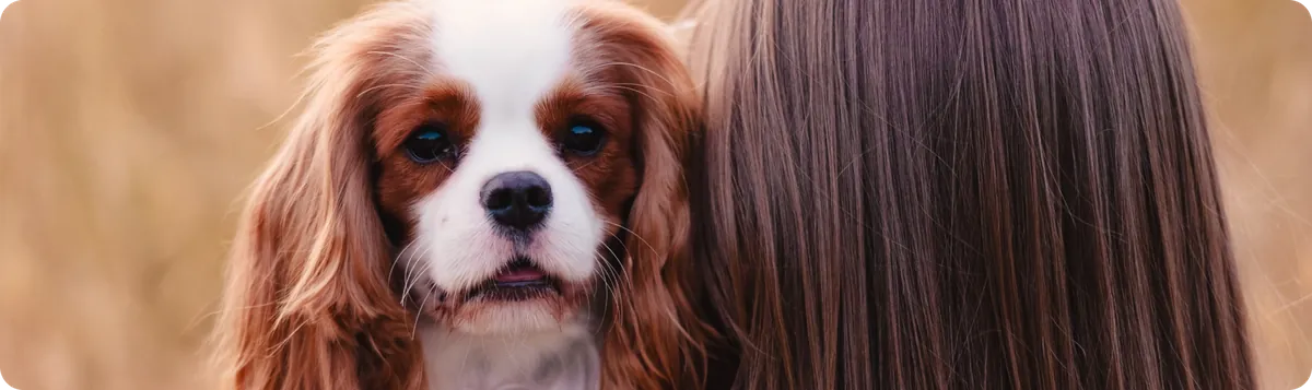 Come leggere la composizione di un integratore per cani