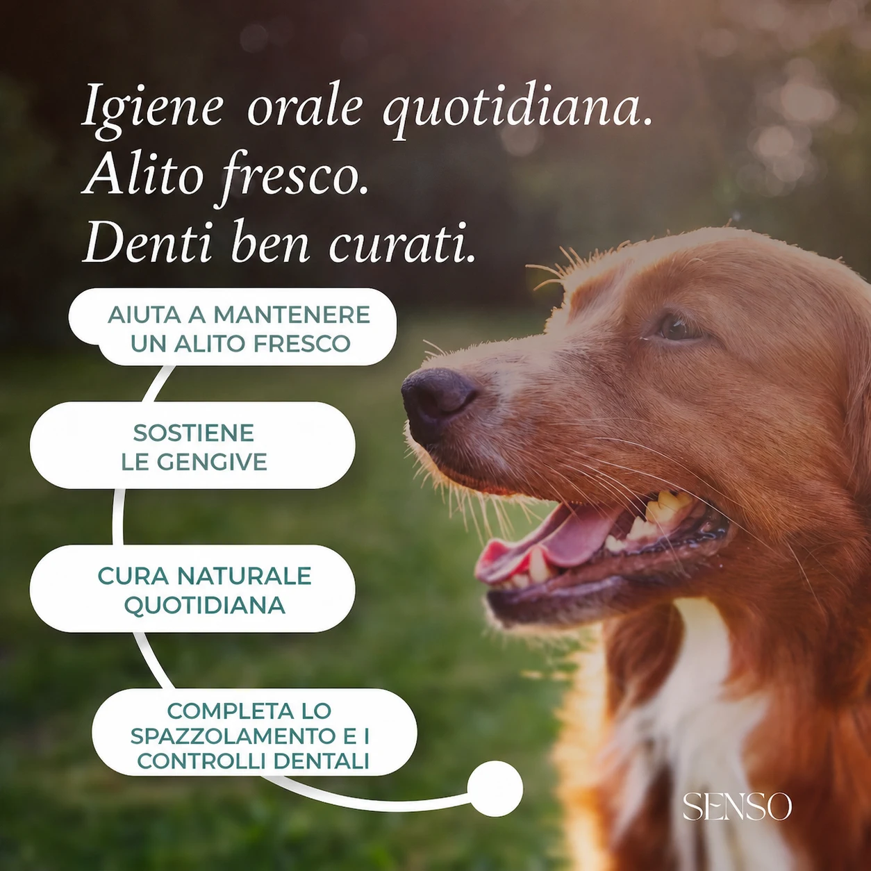 Igiene dentale — immagine 2