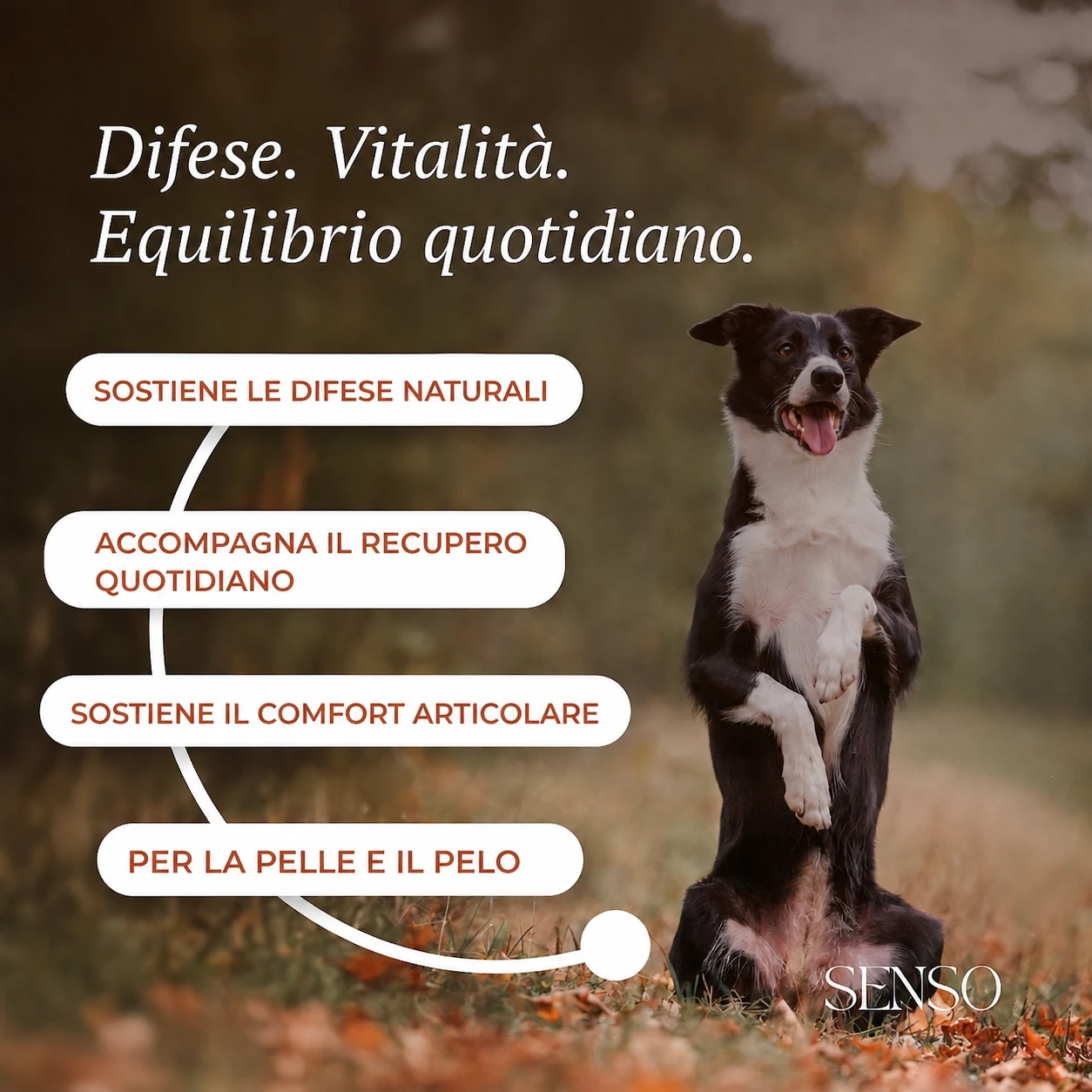 Rosa canina — immagine 2