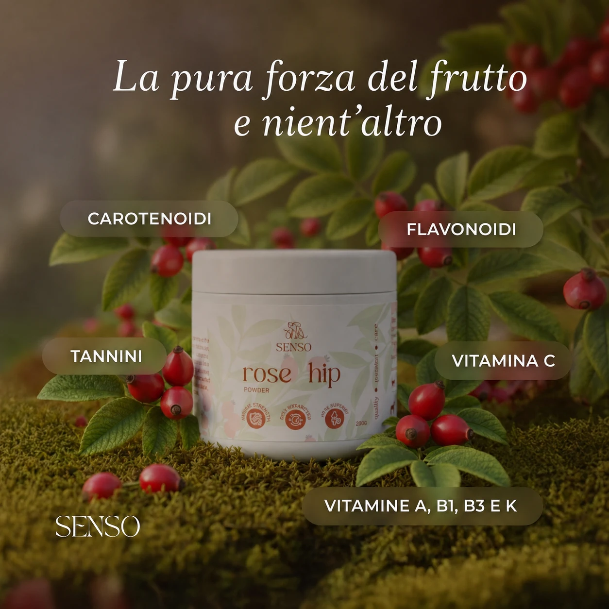 Rosa canina — immagine 5